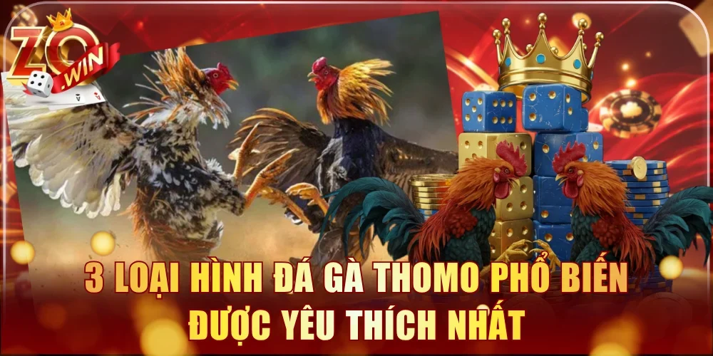 3 loại hình đá gà Thomo phổ biến được yêu thích nhất